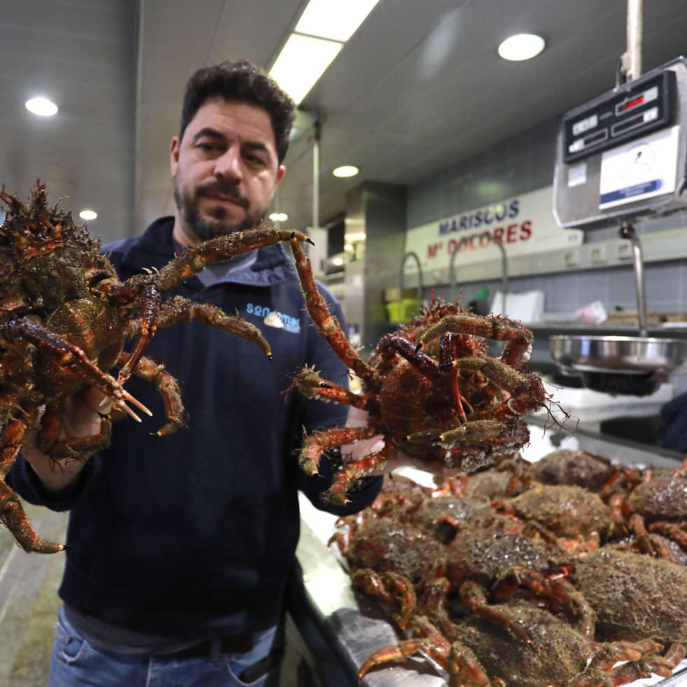 Las primeras centollas de la temporada llenan los mercados de A Coruña: “Tienen pintaza”