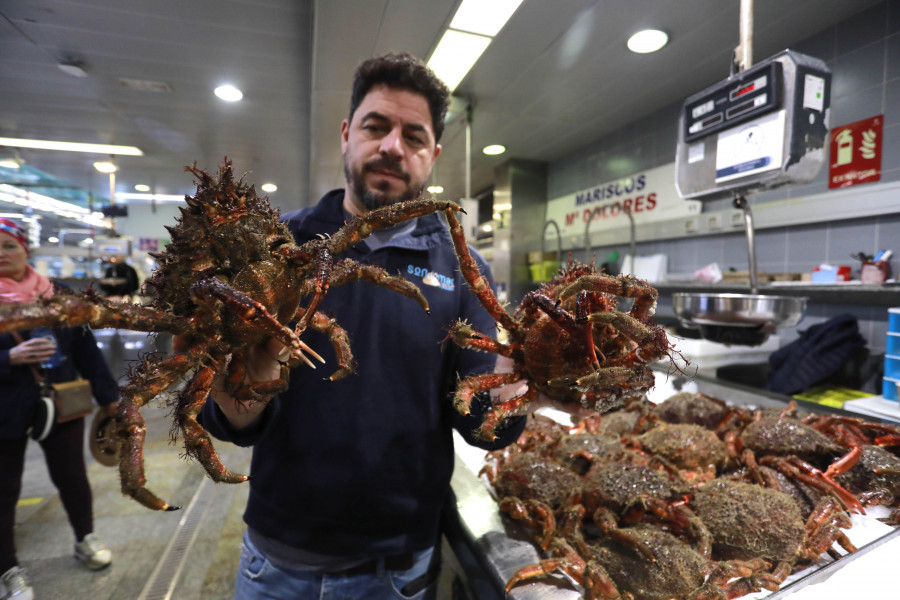 Las primeras centollas de la temporada llenan los mercados de A Coruña: “Tienen pintaza”