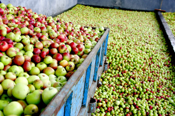 Cosecha Manzana MAELOC 2