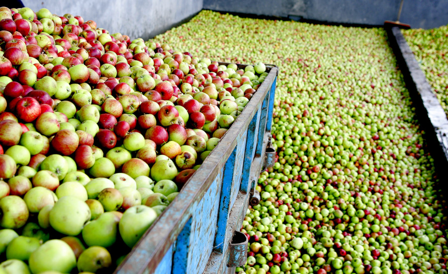 Maeloc y su apuesta por la manzana ecológica y el apoyo a los cultivadores locales