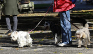 El 092 usará agentes de paisano para multar por las heces de los perros