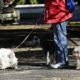 Vigilantes con la patrulla canina