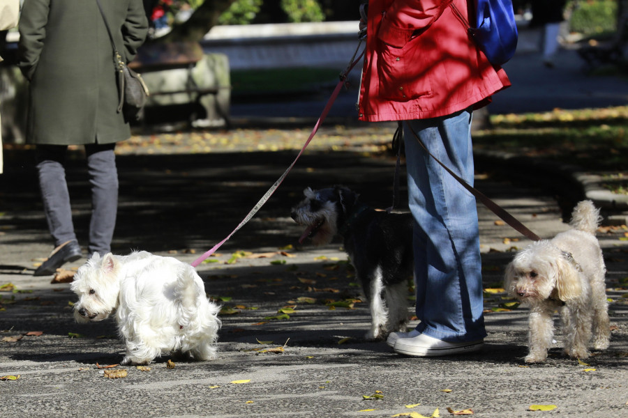 Vigilantes con la patrulla canina