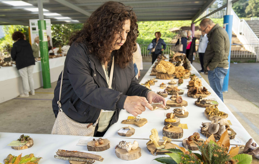 Más de 600 personas participan en la 31 Exposición Micolóxica de Cambre