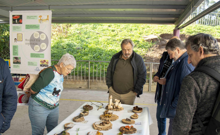 Exposición Micolóxica de Cambre