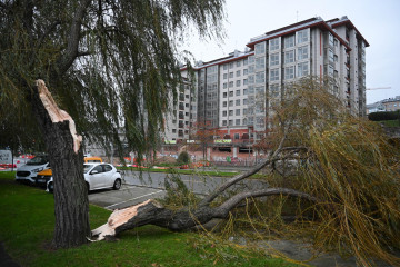 Árbol derribado por el temporal en A Coruña @ Pedro Puig