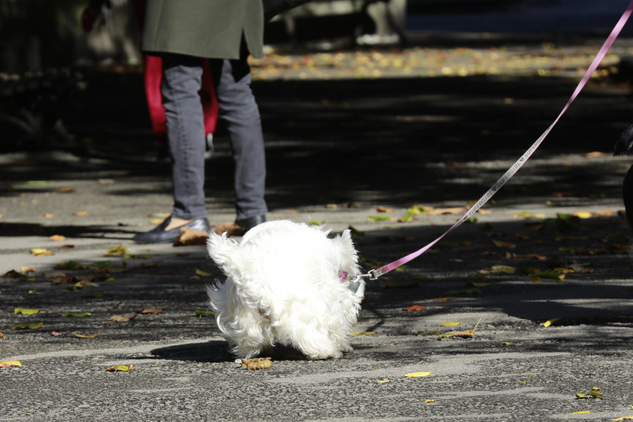 Agentes de paisano ya han multado a 17 vecinos por las heces de sus perros