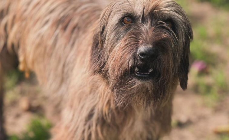 La protectora Perrunas pide ayuda para poder seguir ayudando a los animales: 