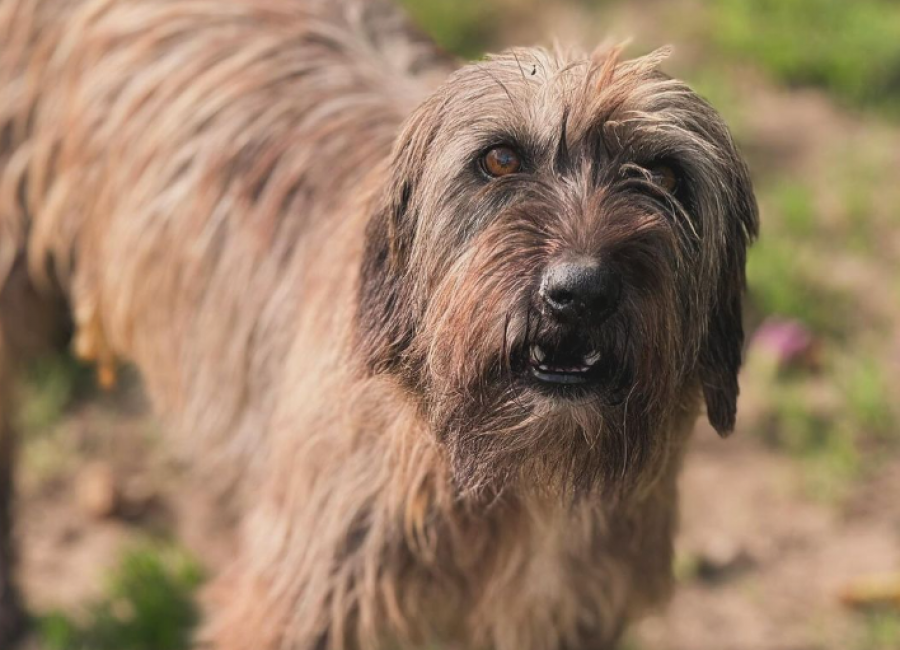 La protectora Perrunas pide ayuda para poder seguir ayudando a los animales: "Esto es un grito de socorro"