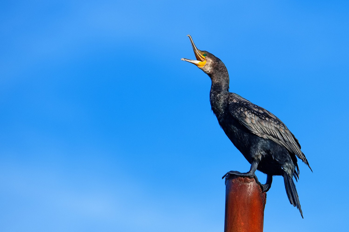 A RAG presenta a ferramenta web cos nomes galegos das aves de Galicia e Espau00f1a