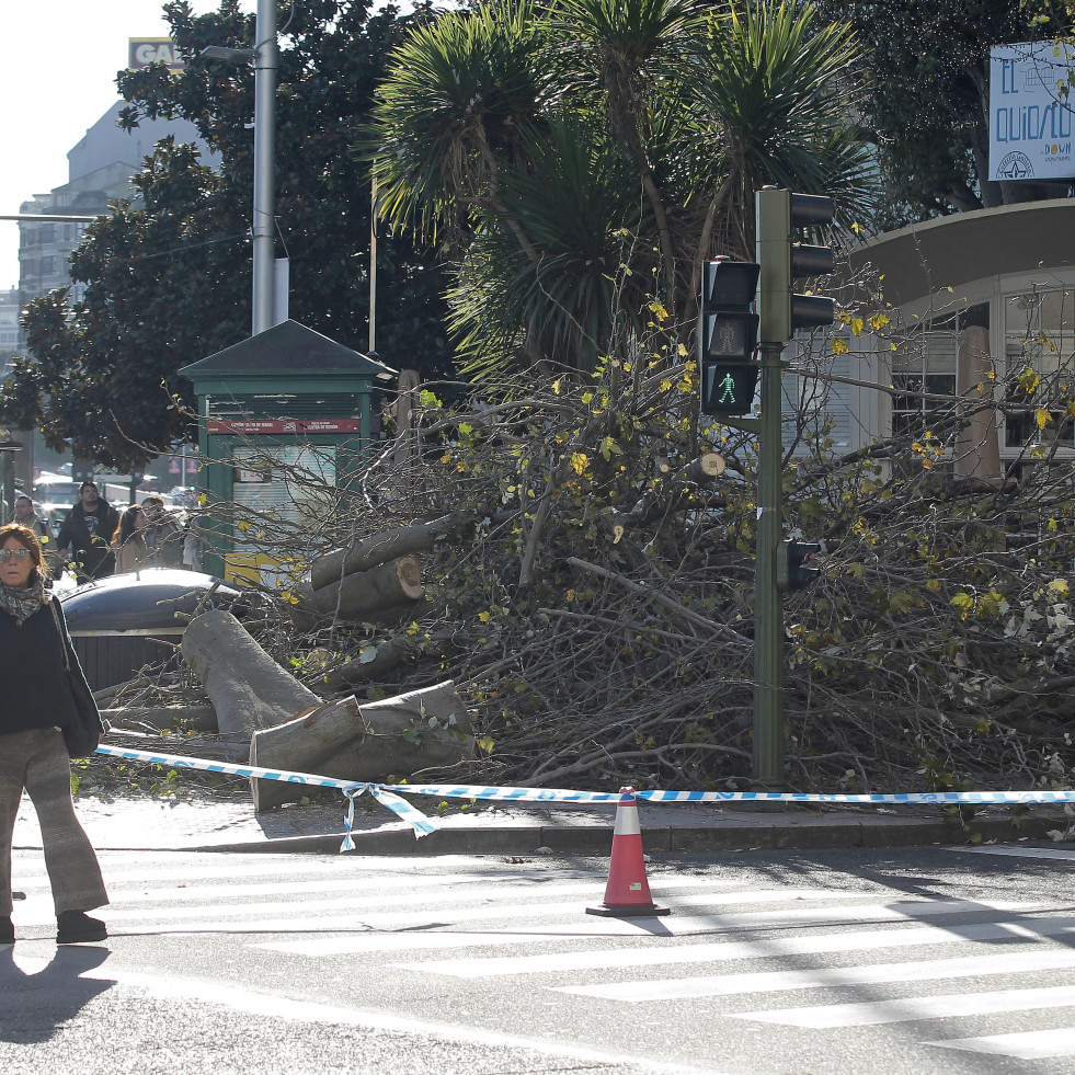 Adiós a los álamos de la plaza de Ourense de A Coruña: eran un peligro