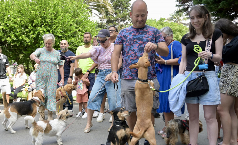 Así será el XI curso de Cancoruña para concienciar sobre el comportamiento canino