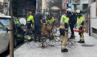 El viento derriba un pequeño árbol en Juan Flórez