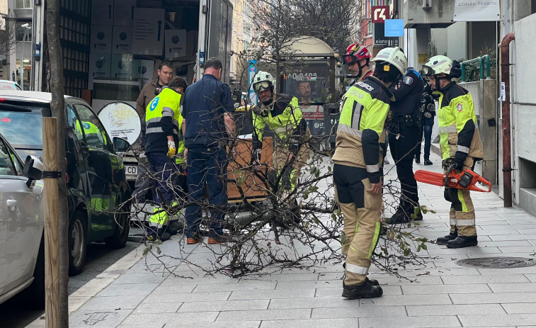 El viento derriba un pequeño árbol en Juan Flórez