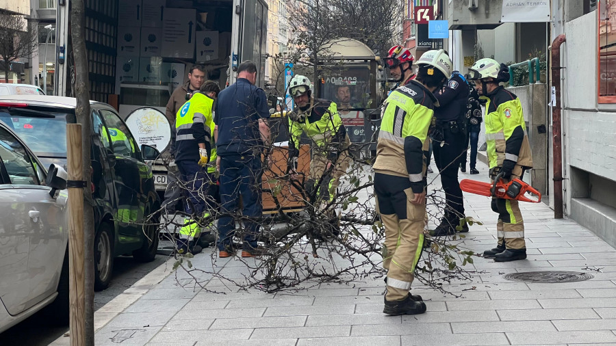 El viento derriba un pequeño árbol en Juan Flórez