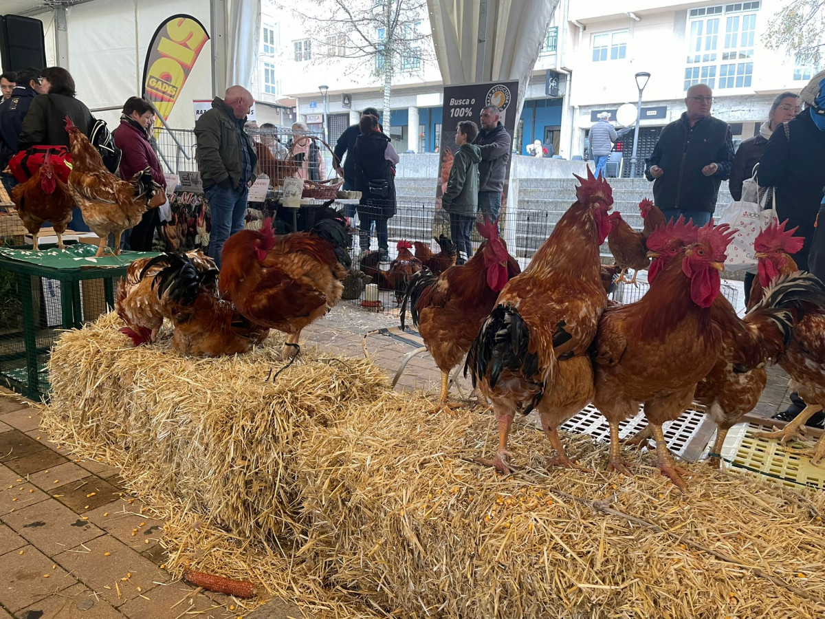 Feira do Galo de Arteixo  (6)