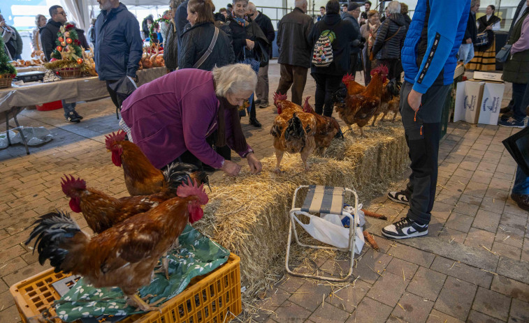 Cientos de personas ultiman su menú de Navidad en la Feira do Galo de Arteixo