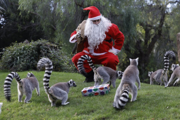 VALÈNCIA, 23/12/2024.-Papá Noel realiza su tradicional visita a Bioparc para entregar los regalos de Navidad a los animales, en esta ocasión lémures, elefantes, suricatas y chimpancés, este lunes