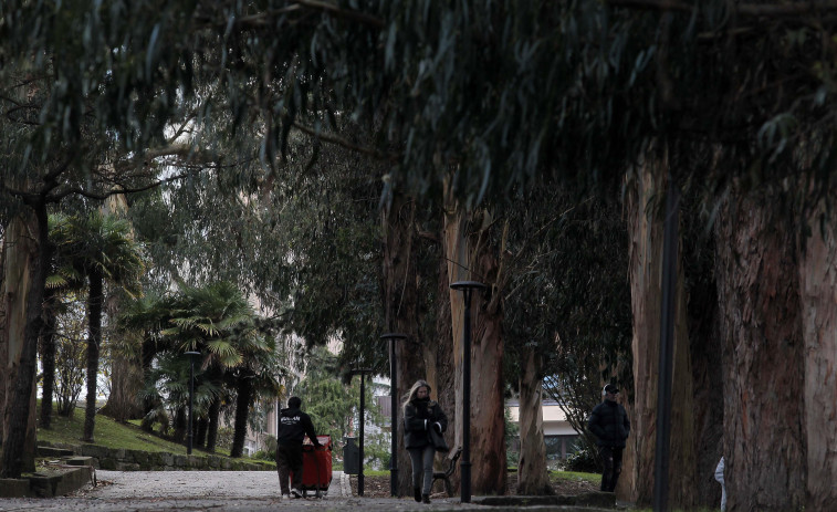 Coruña Insólita | Gigantes con pies de madera, ¿cuál es el árbol más alto de A Coruña?