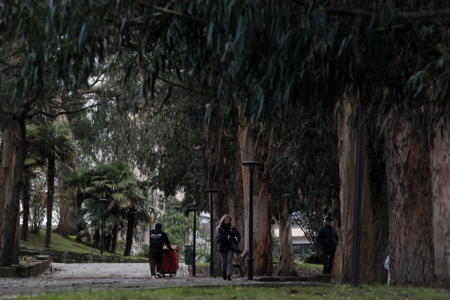 Coruña Insólita | Gigantes con pies de madera, ¿cuál es el árbol más alto de A Coruña?