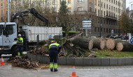 El picudo rojo se cobra en A Coruña las primeras víctimas del año