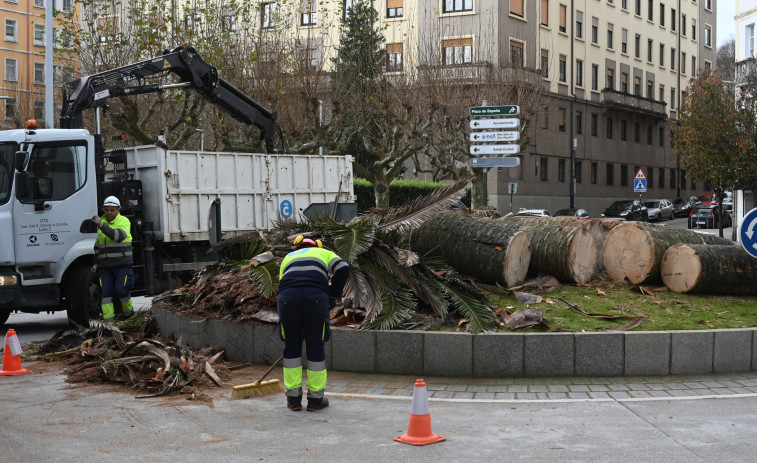 El picudo rojo se cobra en A Coruña las primeras víctimas del año