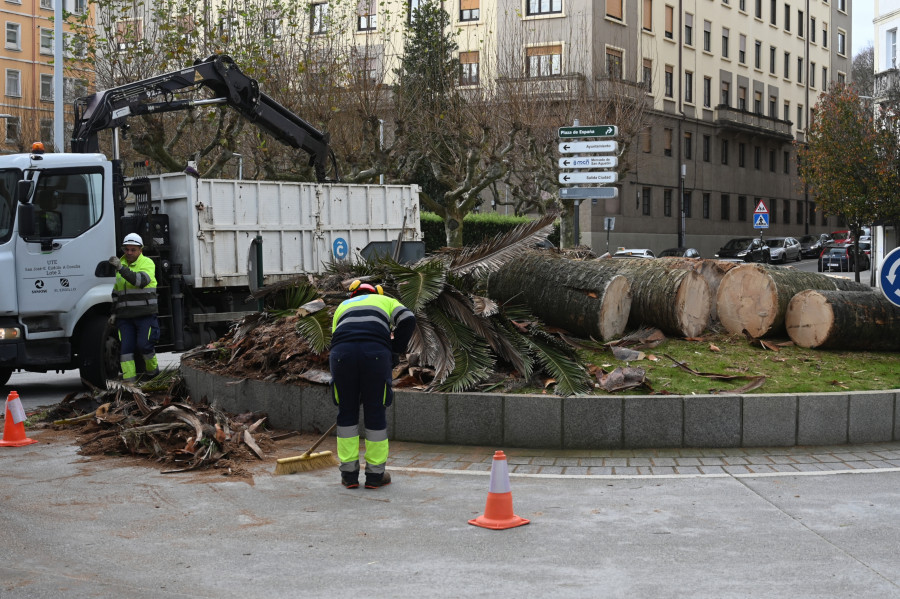 El picudo rojo se cobra en A Coruña las primeras víctimas del año