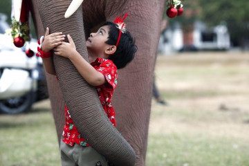 Elefante Tailandia