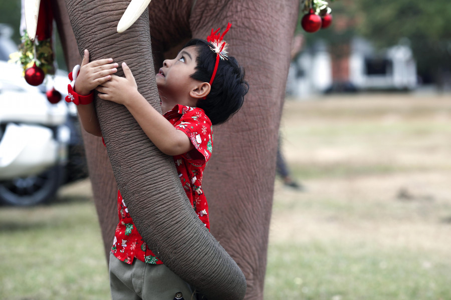 Muere una turista española al ser atacada por un elefante en Tailandia