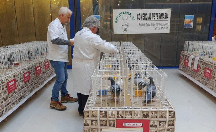 Los Rosales acoge la exposición de palomas mensajeras con más de cien ejemplares a concurso