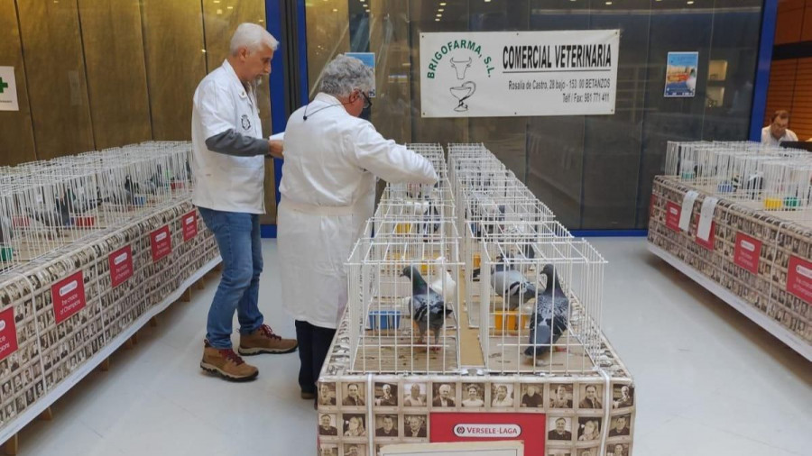 Los Rosales acoge la exposición de palomas mensajeras con más de cien ejemplares a concurso