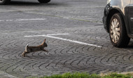 Los conejos de A Coruña ya no tienen miedo de saltar entre los coches