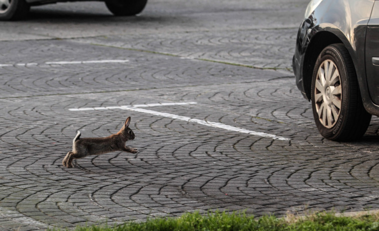 Los conejos de A Coruña ya no tienen miedo de saltar entre los coches