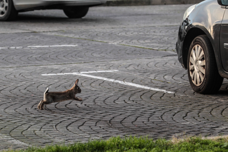 Los conejos de A Coruña ya no tienen miedo de saltar entre los coches