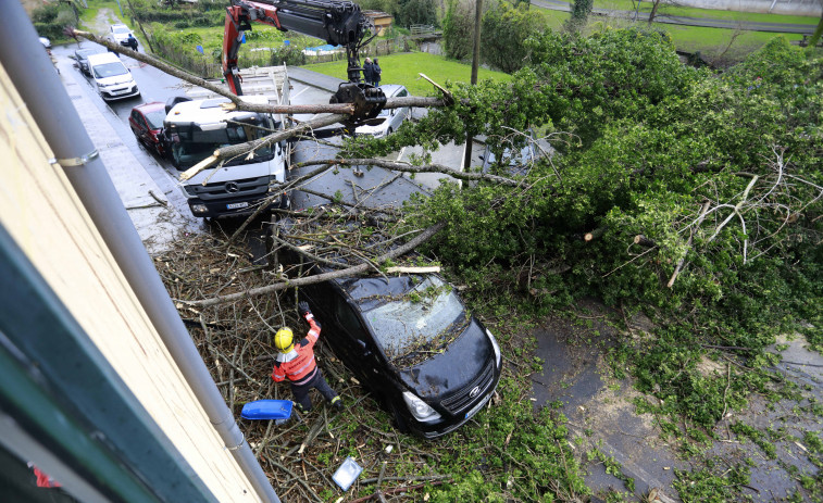 Un árbol cae en Culleredo y destroza varios coches