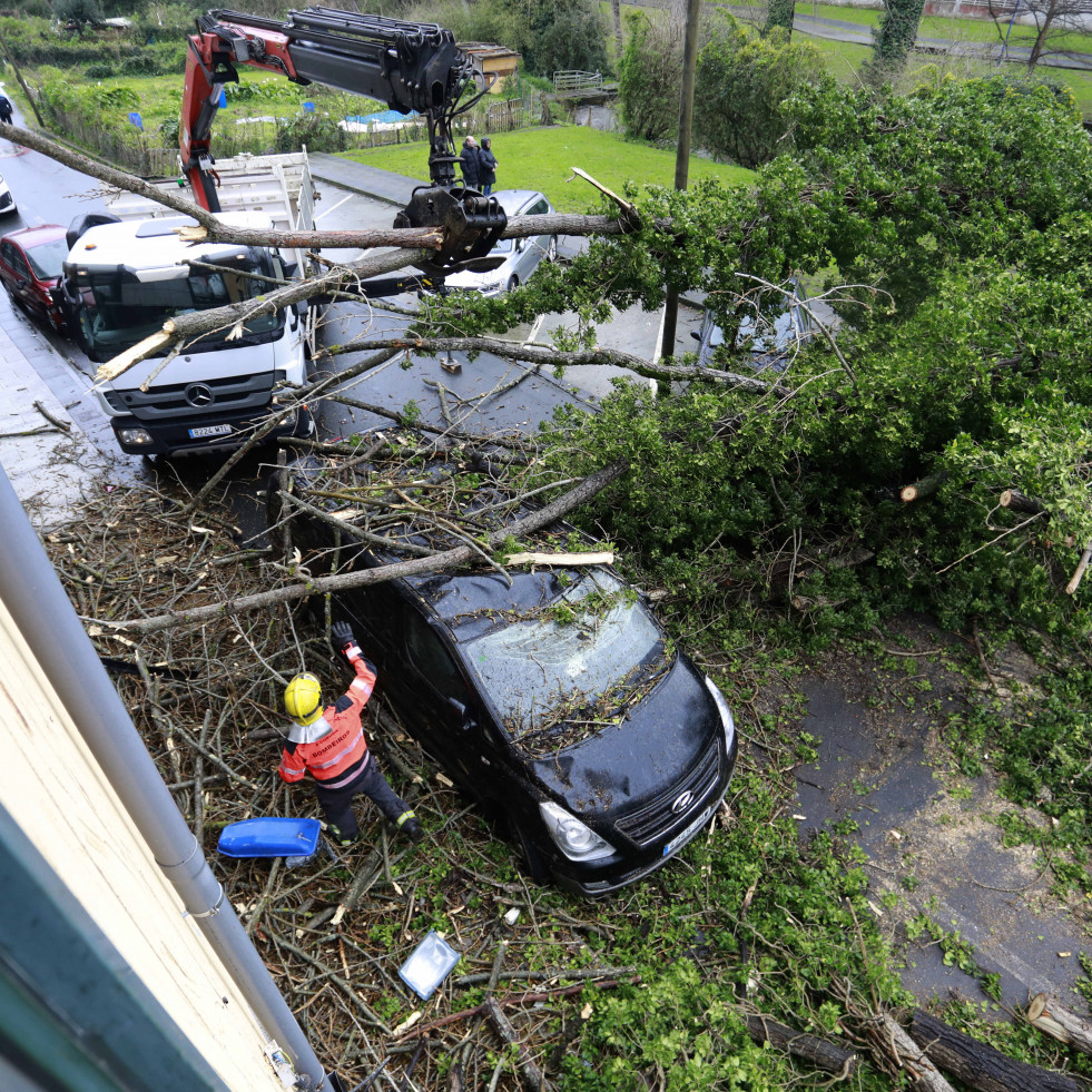 Un árbol cae en Culleredo y destroza varios coches