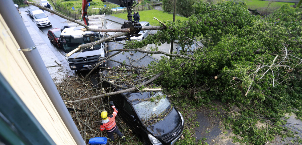 Un árbol cae en Culleredo y destroza varios coches