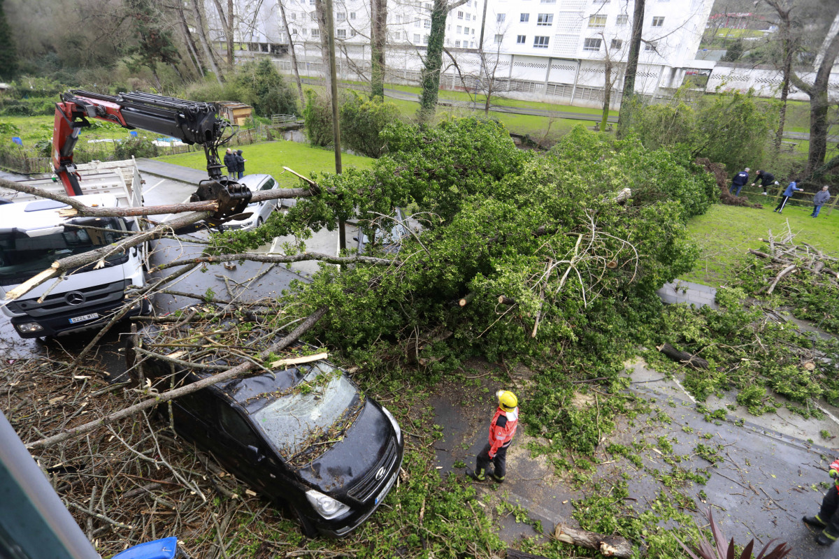 Árbol caído por el viento del temporal Herminia @ Patricia G. Fraga (7)