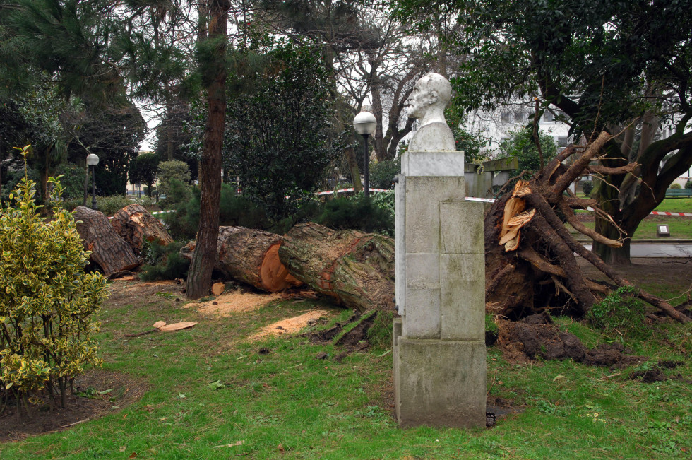 Caída árbol temporal diciembre 2014 (11)