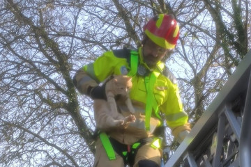 Rescate gato Oleiros