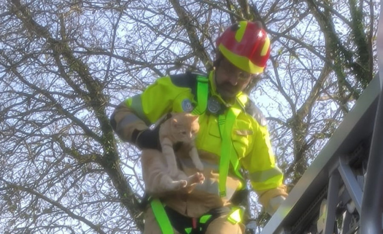 El gato que soportó dos días el temporal 'Ivo' subido a lo alto de un árbol en Oleiros