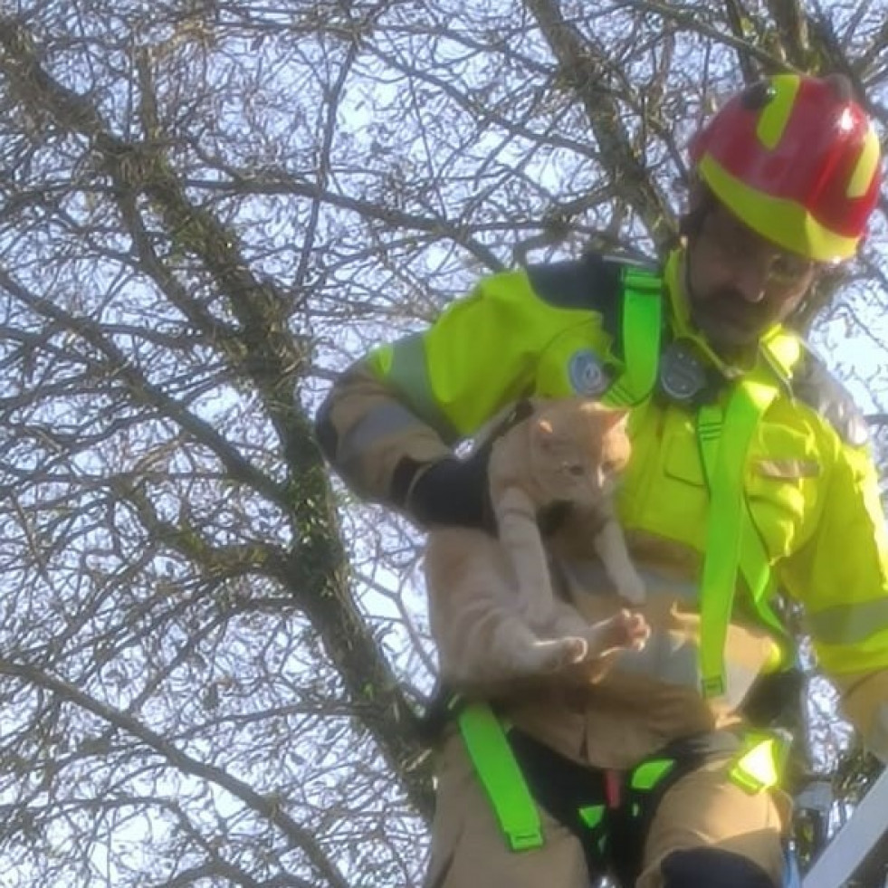 El gato que soportó dos días el temporal 'Ivo' subido a lo alto de un árbol en Oleiros