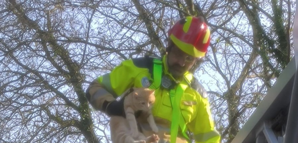 El gato que soportó dos días el temporal 'Ivo' subido a lo alto de un árbol en Oleiros