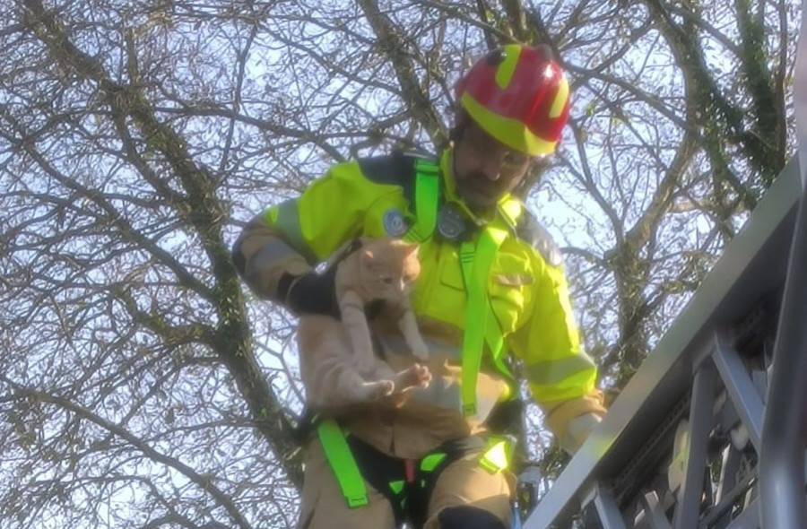 El gato que soportó dos días el temporal 'Ivo' subido a lo alto de un árbol en Oleiros