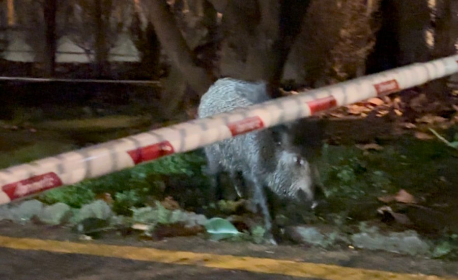 Un jabalí se cuela en el CIFP Paseo das Pontes de A Coruña tras darse un baño en Riazor