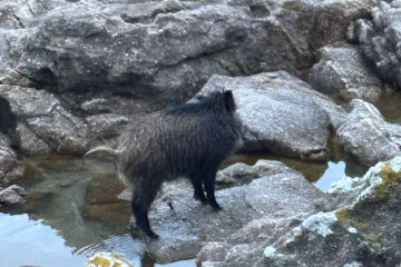 Jabali rocas riazor