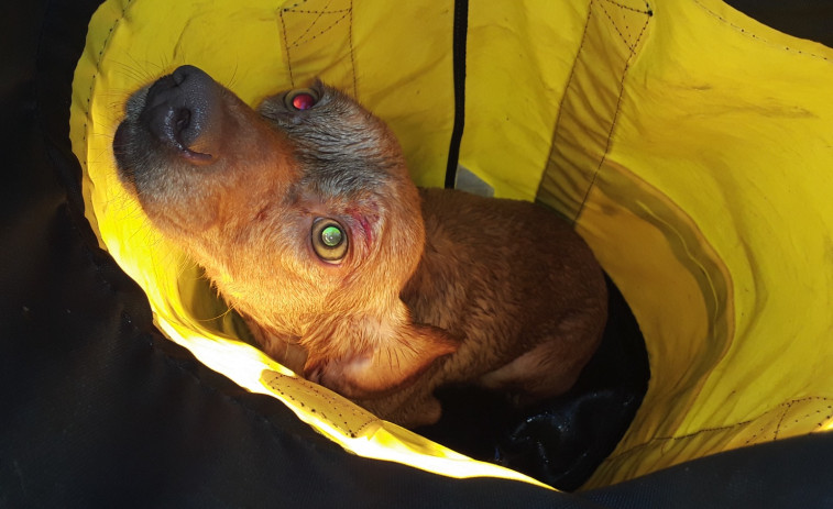 Rescatado un perro que se había caído en un acantilado de Mera