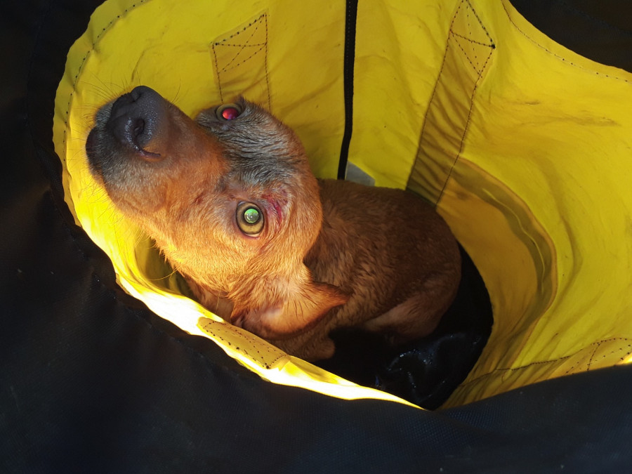 Rescatado un perro que se había caído en un acantilado de Mera