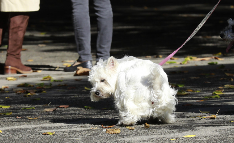 La Policía Local de A Coruña multó más en enero a dueños de perros que en todo un año