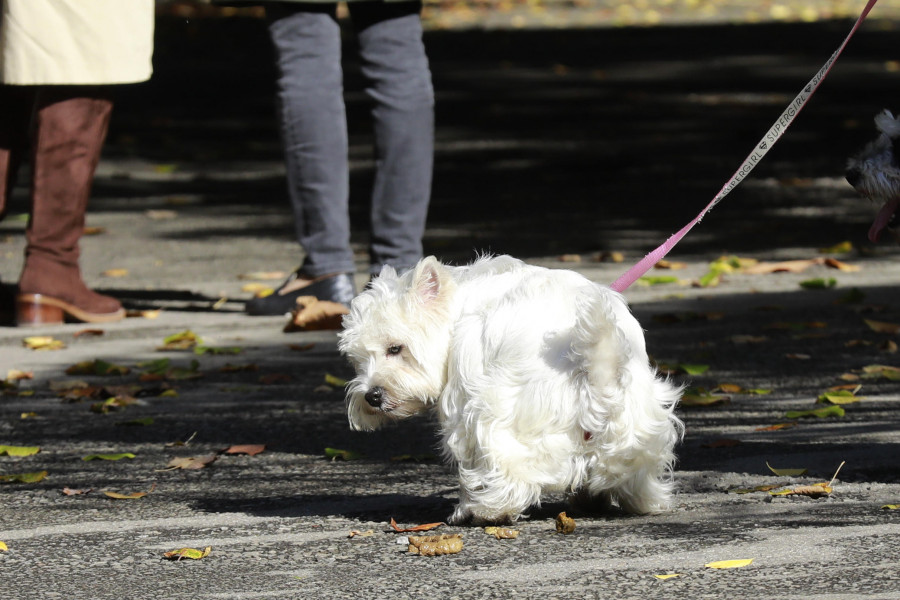 La Policía Local de A Coruña multó más en enero a dueños de perros que en todo un año